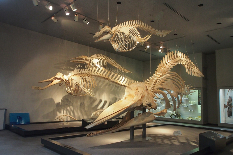 千葉県立中央博物館