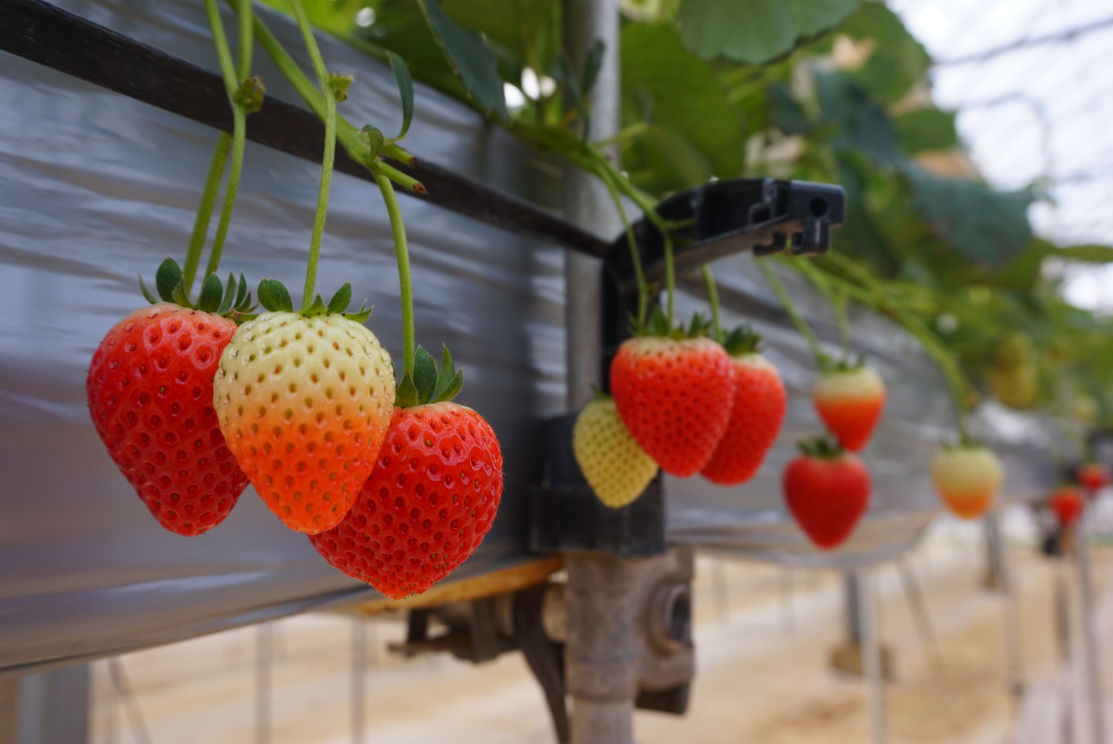 がいやふぁーむ（横田ファーム）