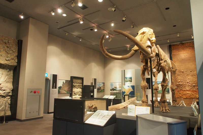 県内から発掘されたナウマンゾウの化石