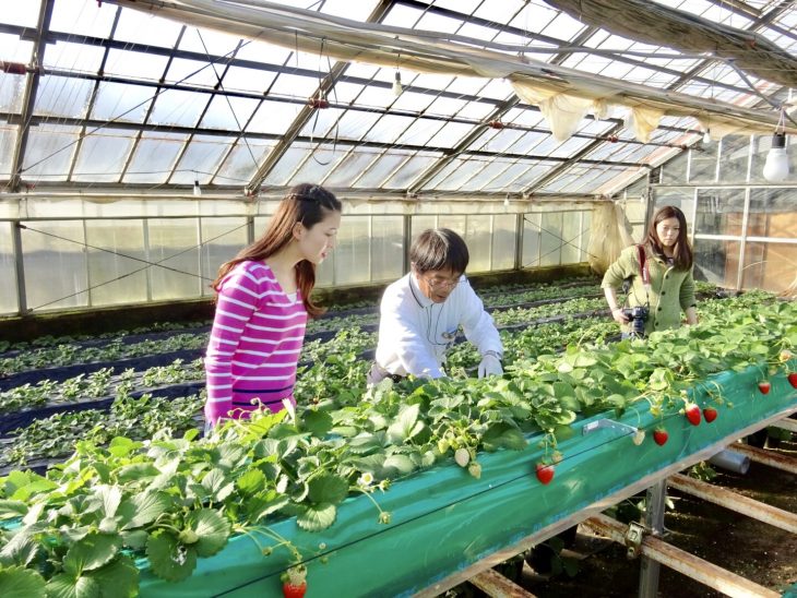 高設栽培だからいちごが摘みやすい