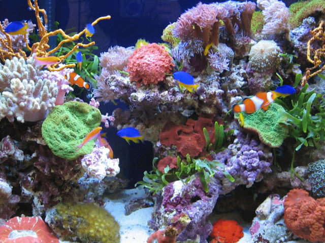 サンゴ水槽。生きているサンゴと鮮やかな魚たち