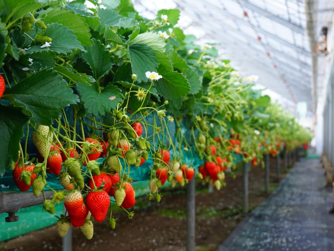 減農薬栽培だから安心