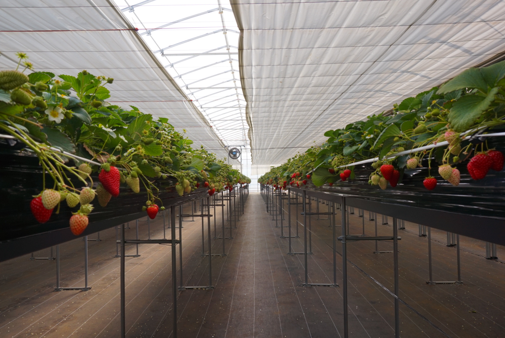 甘くて美味しいいちごです！