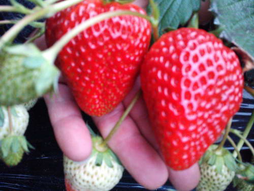 元気いっぱいに育った！こだわりのいちごです