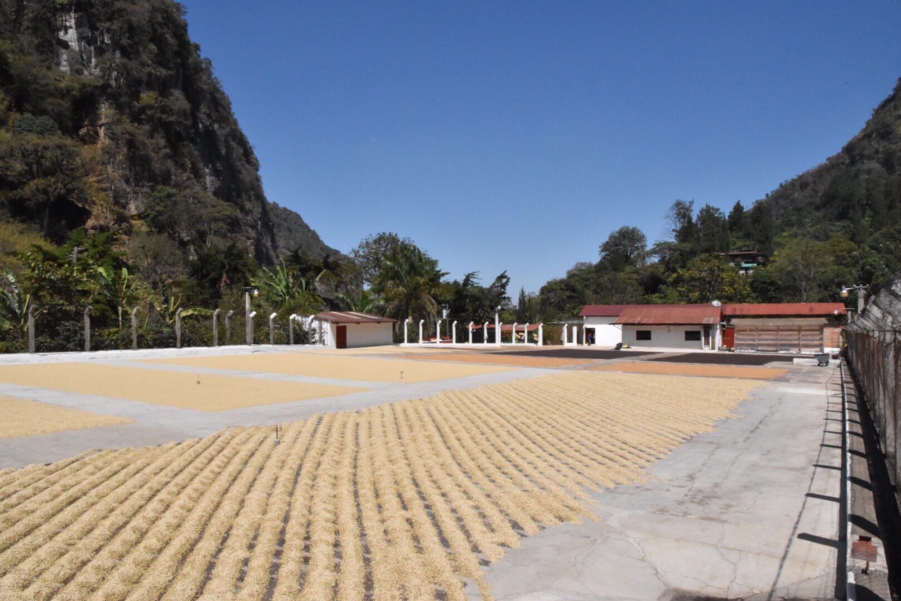 グアテマラ・ラボルサ農園天日乾燥場