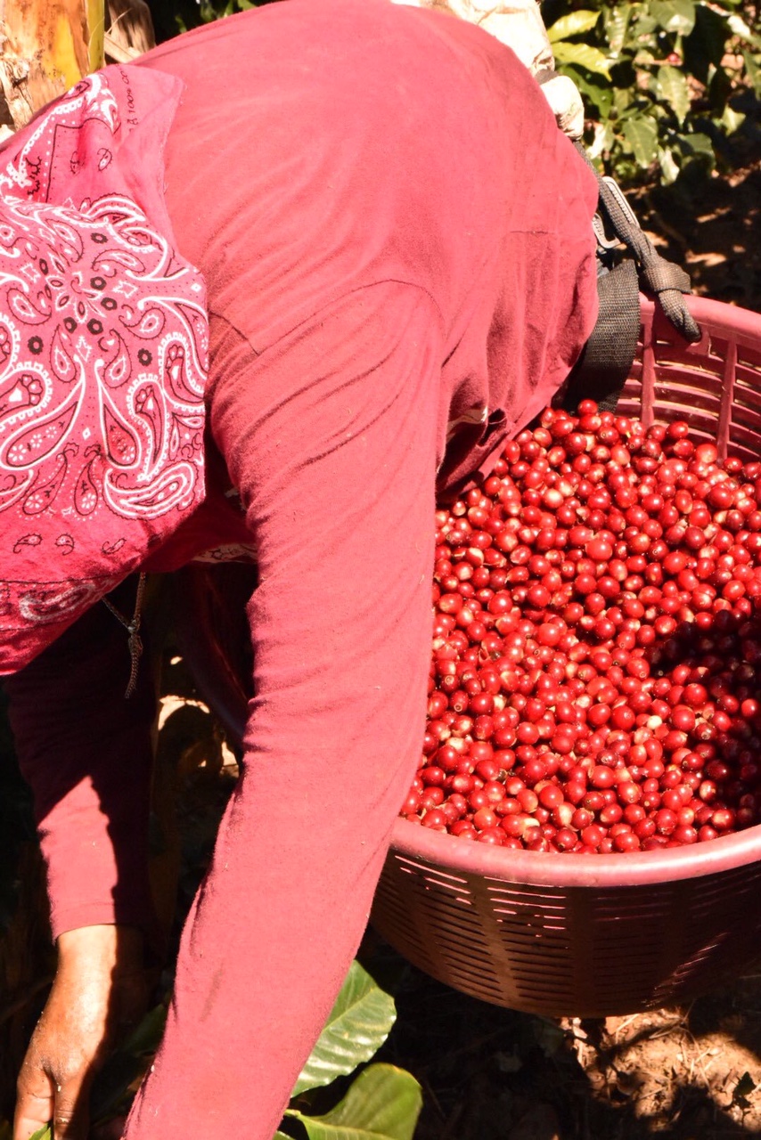 グアテマラ・サンタクララ農園の完熟実収穫