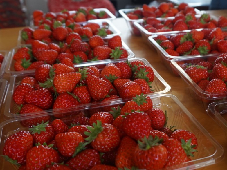 イチゴ狩りは、しばらくお休みです。