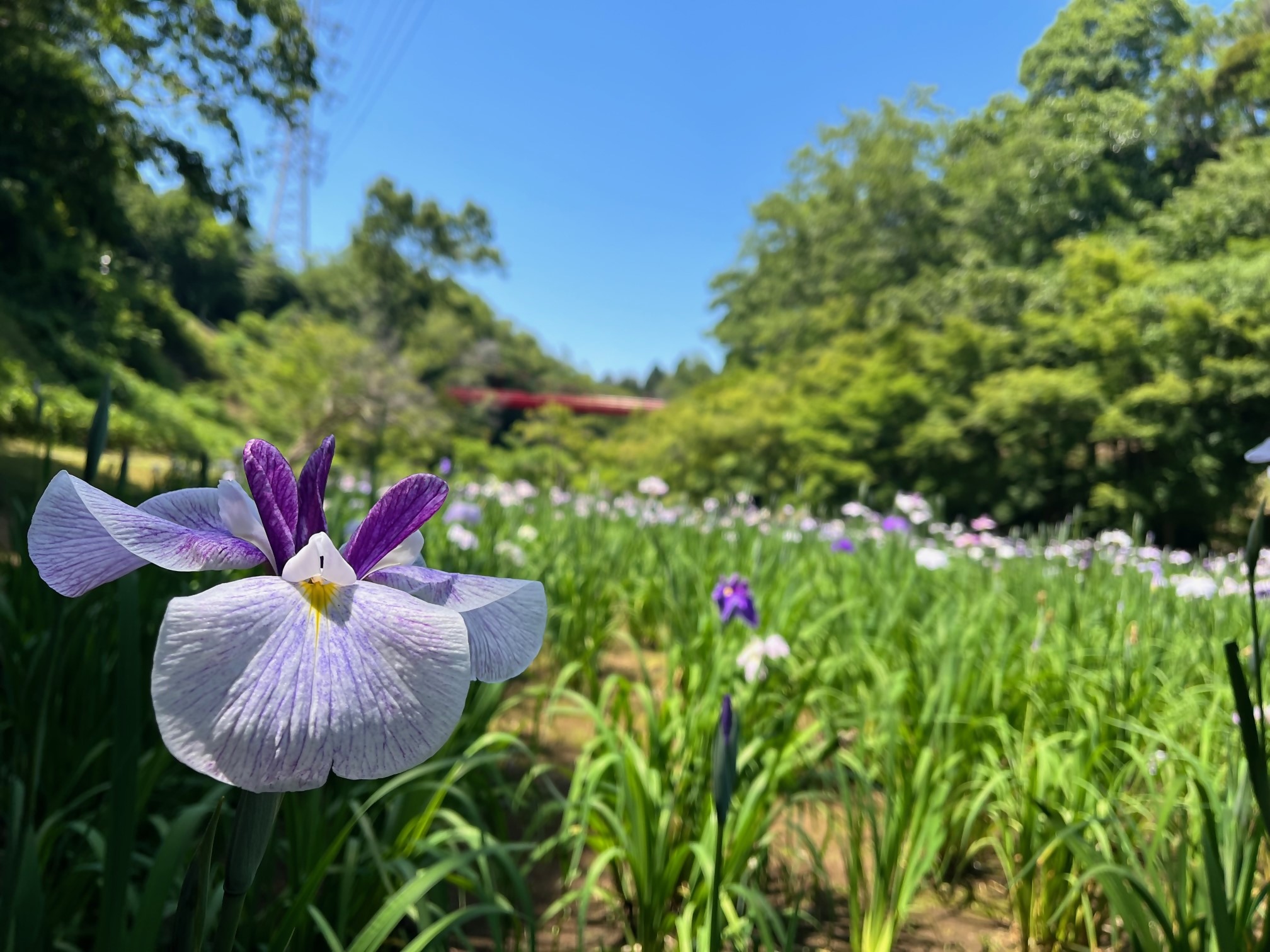 6月に見ごろを迎えるハナショウブ