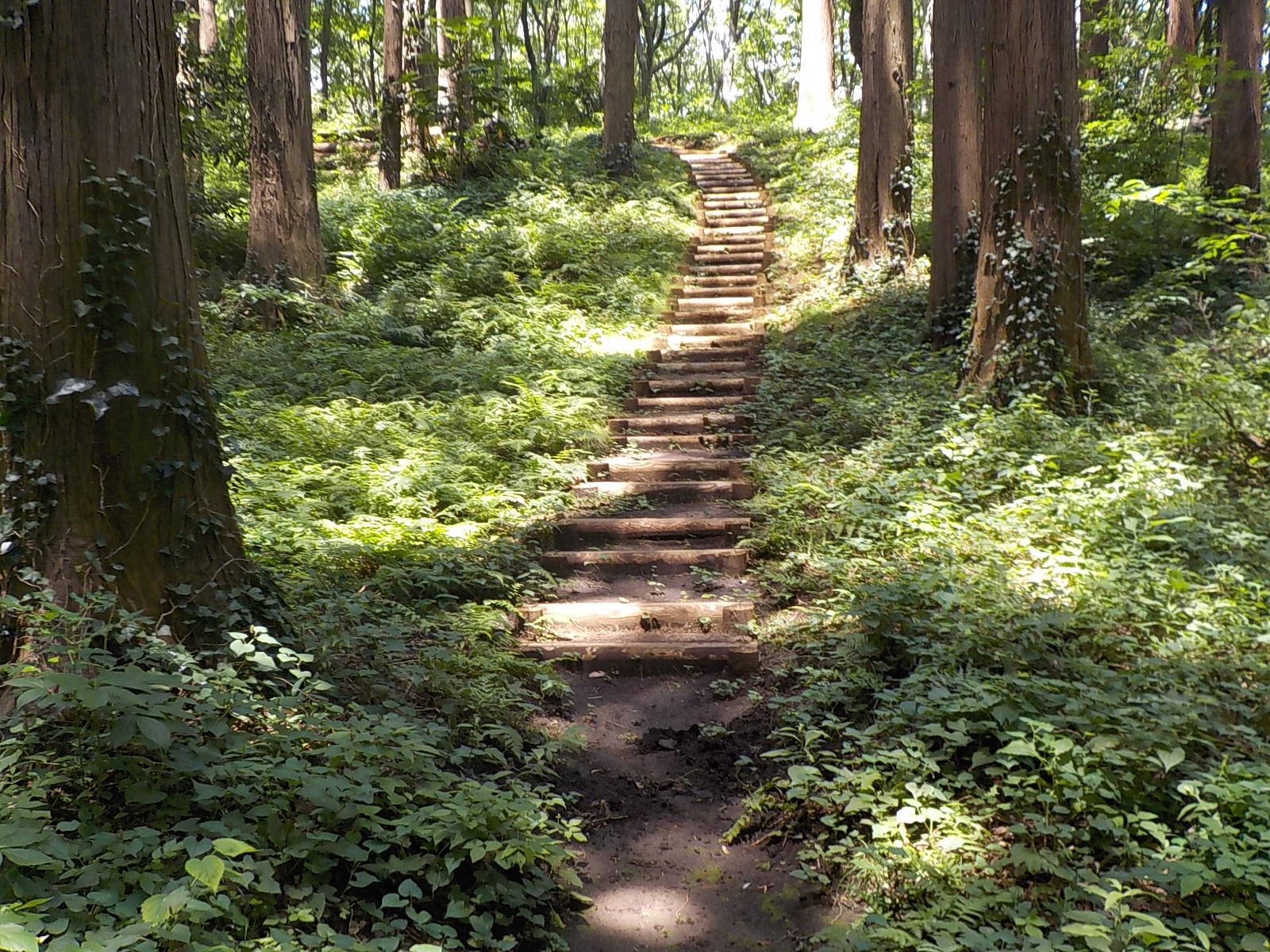 市民の森内の様子（柏井市民の森）