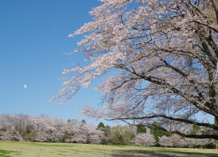 さくら名所100選