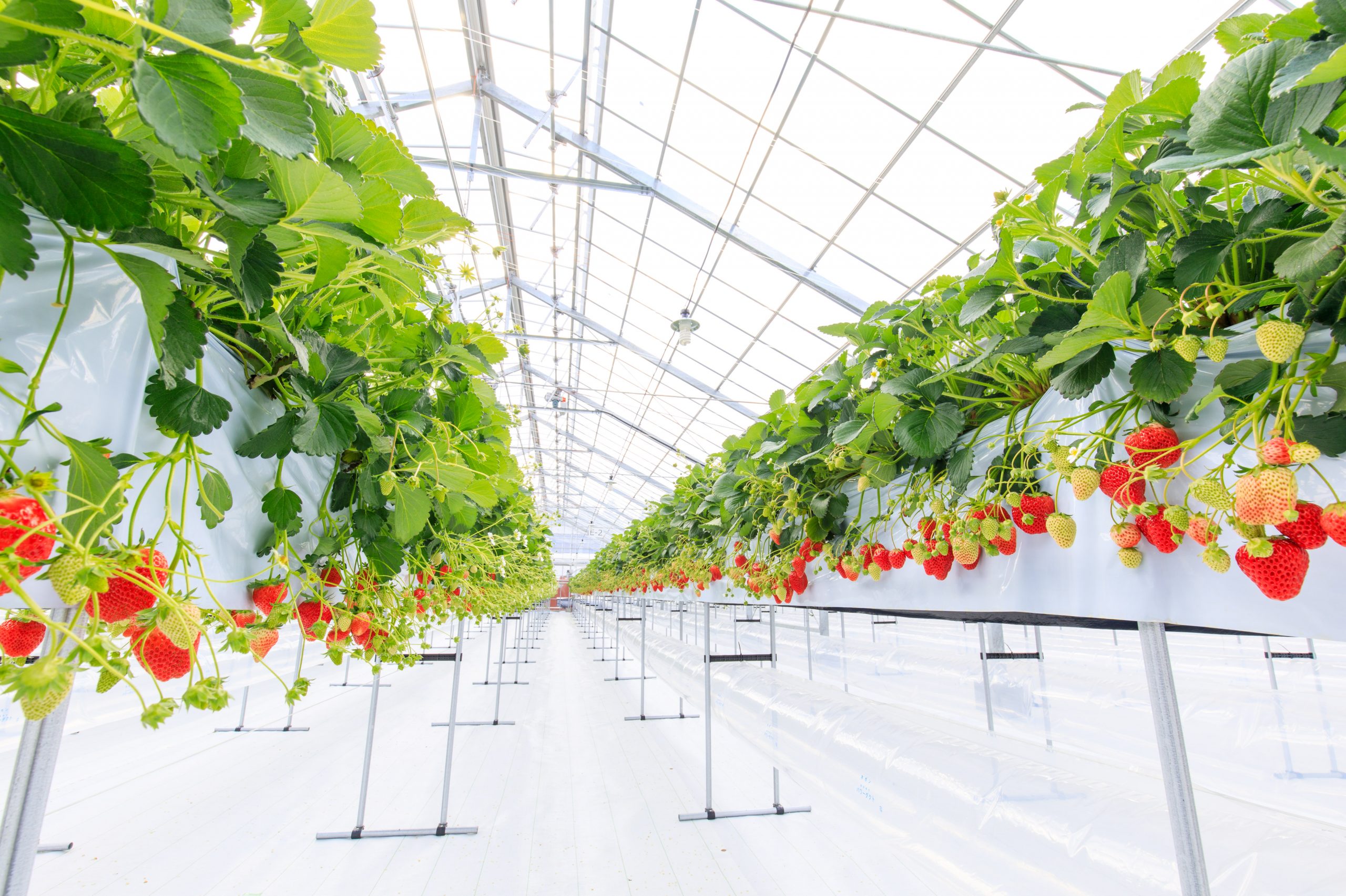 1,800株のいちごを独り占め！