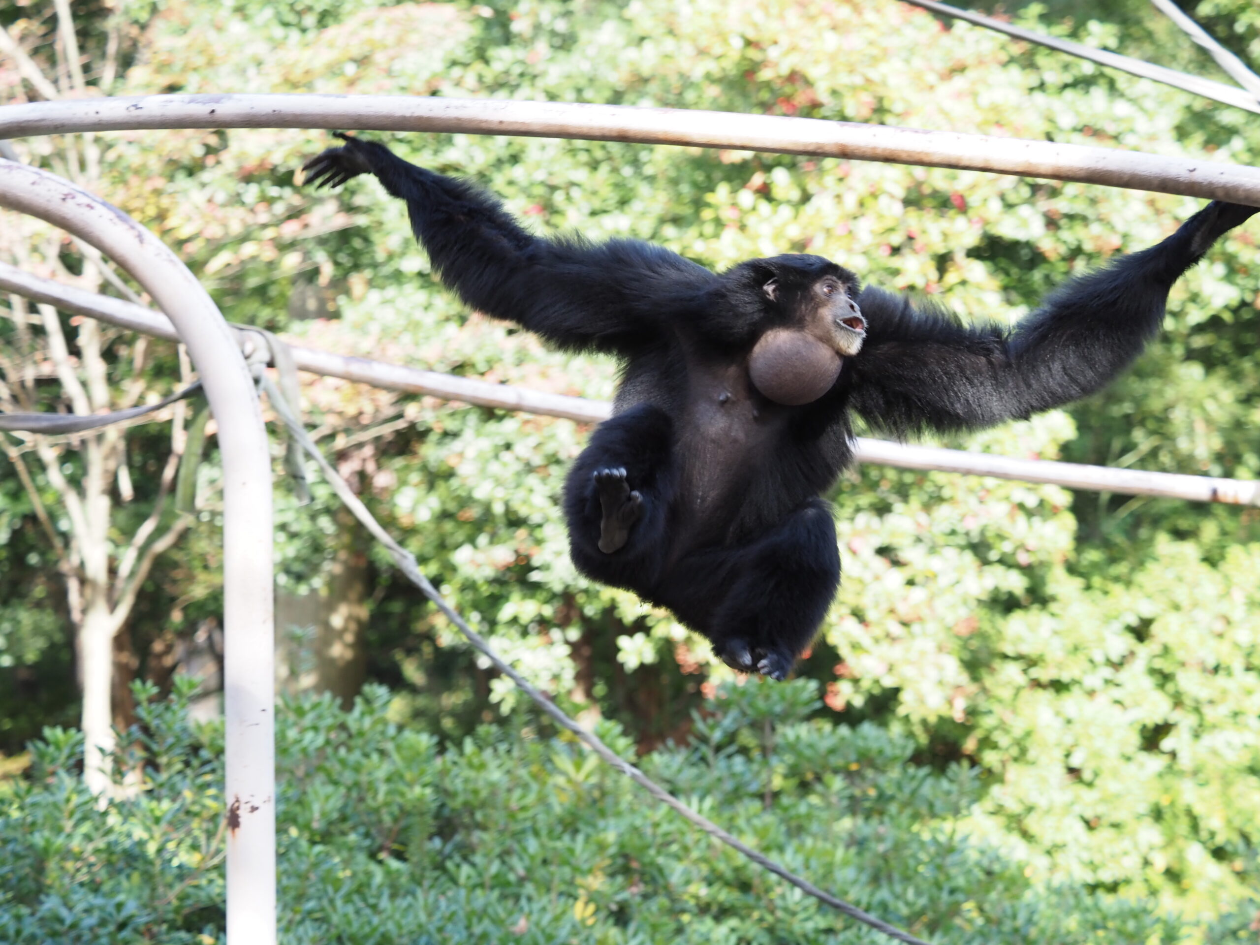 フクロテナガザル