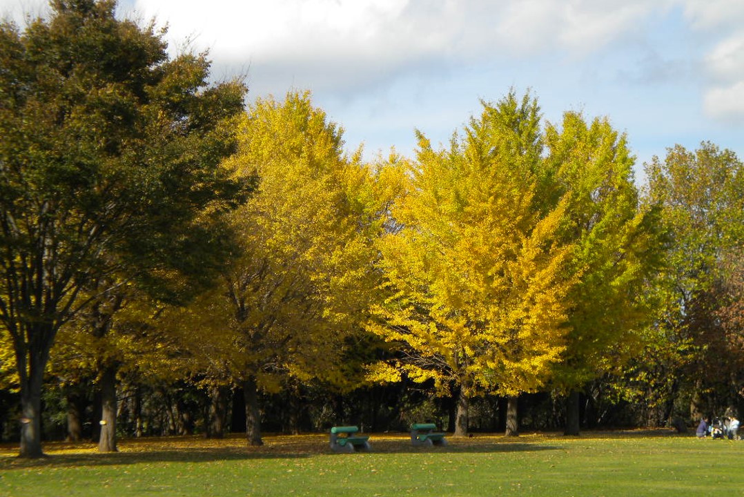 芸術・自然・スポーツ融和の公園