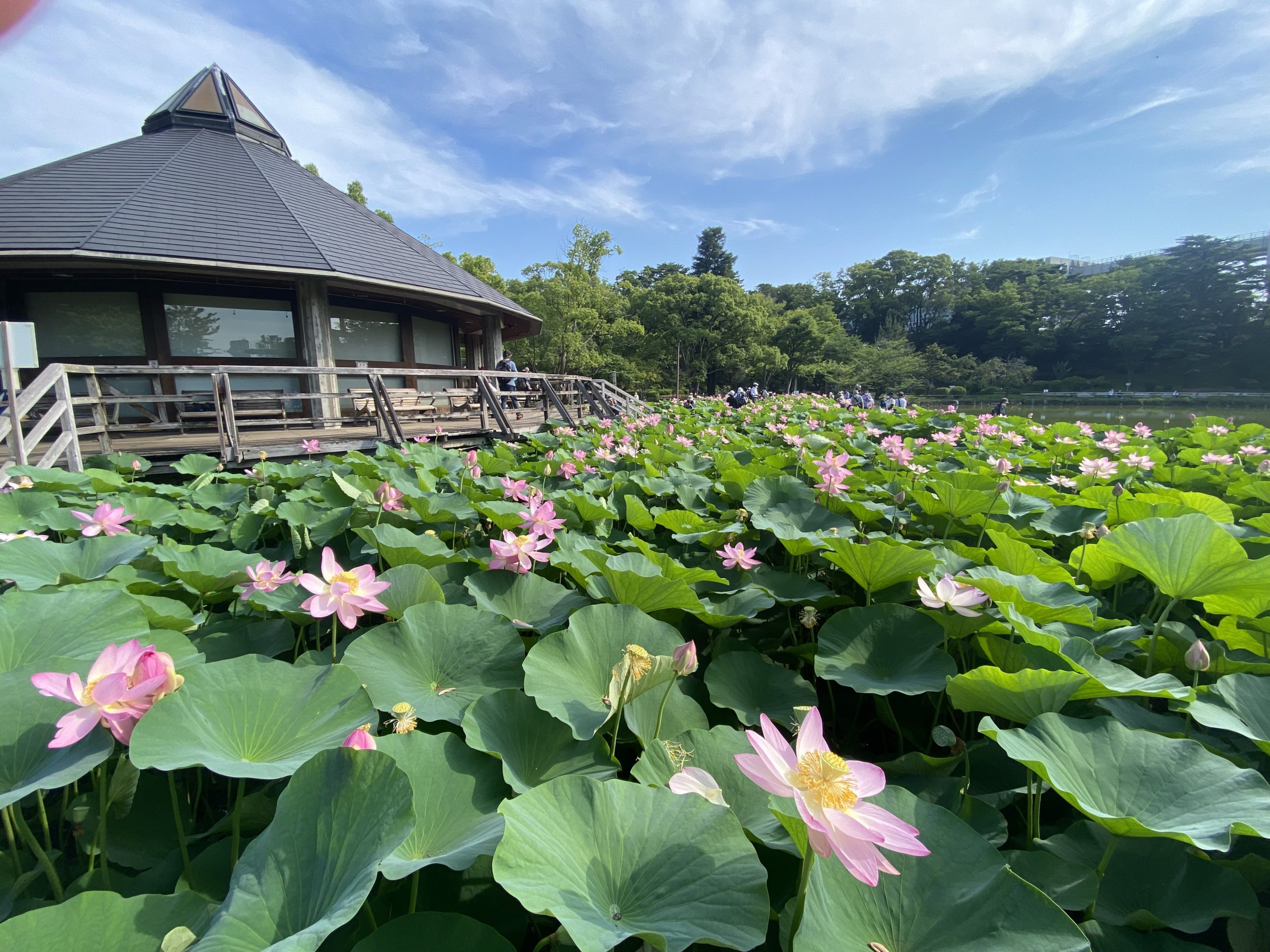 オオガハスの時期