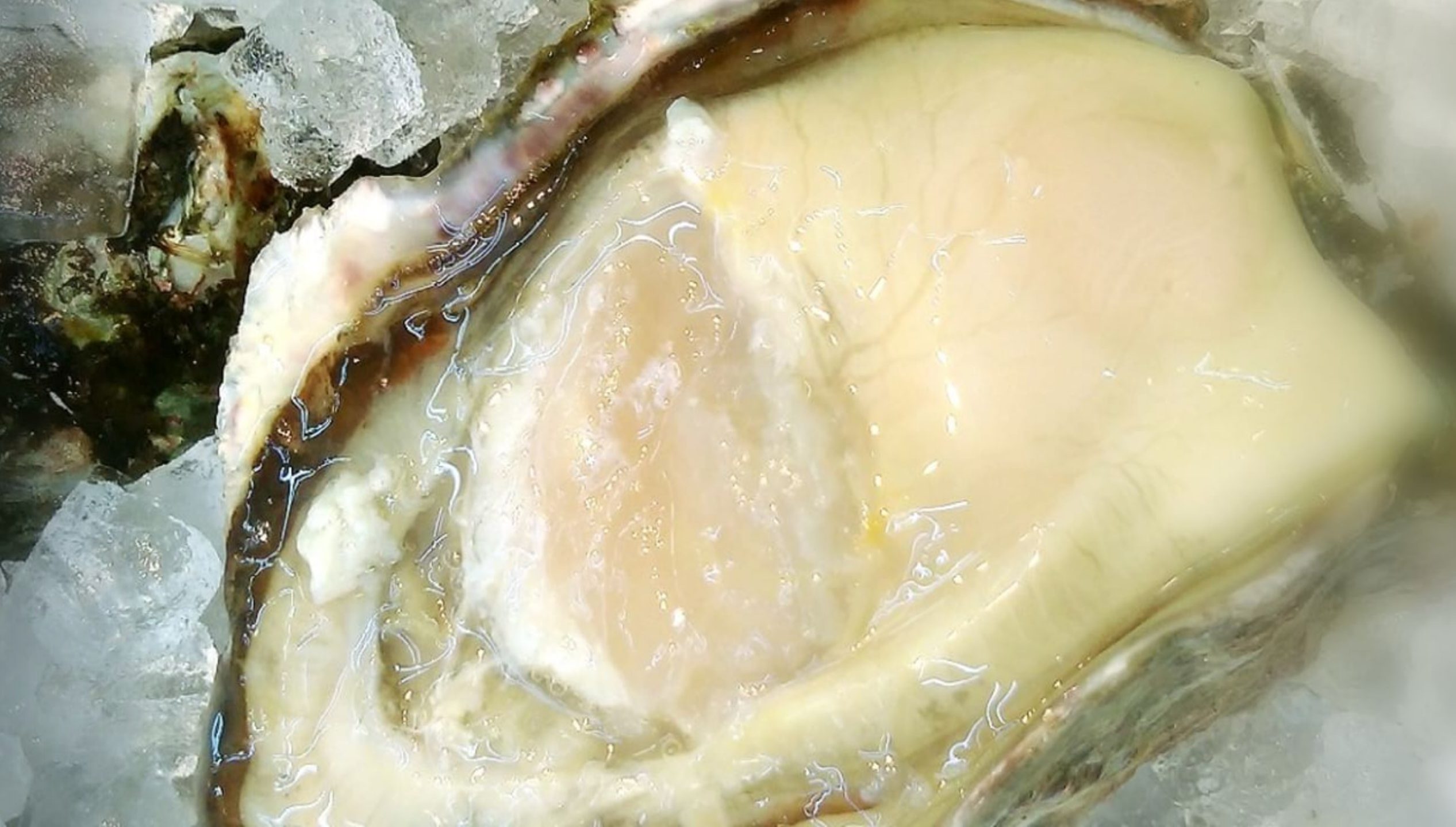 真かき、岩カキと一年を通じ販売中！