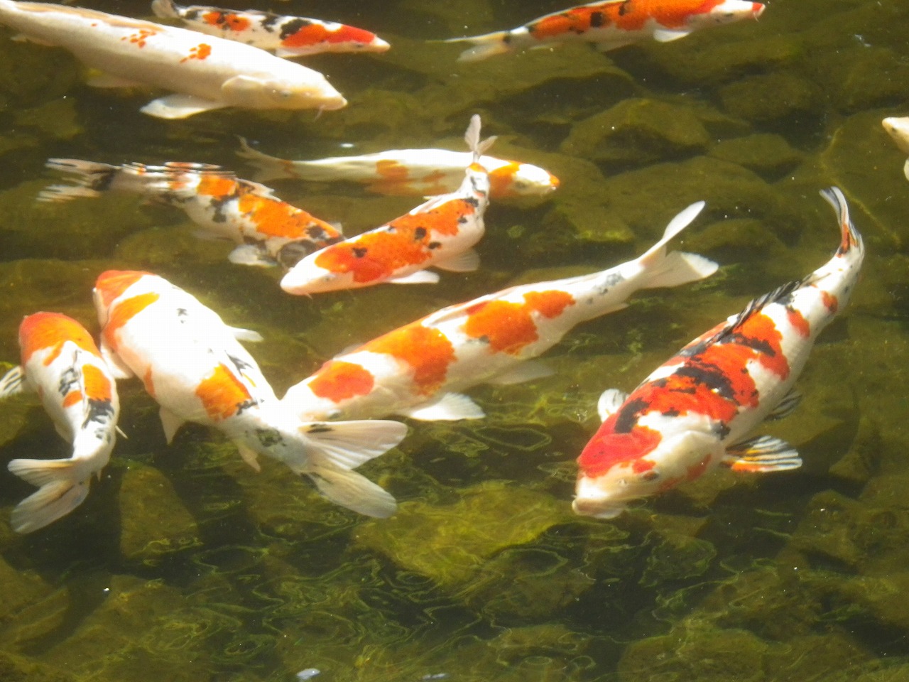 見浜園の人気者！優雅に泳ぐ鯉にエサやり。