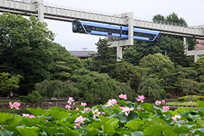 世界最古の花・大賀ハスが見られる千葉公園から