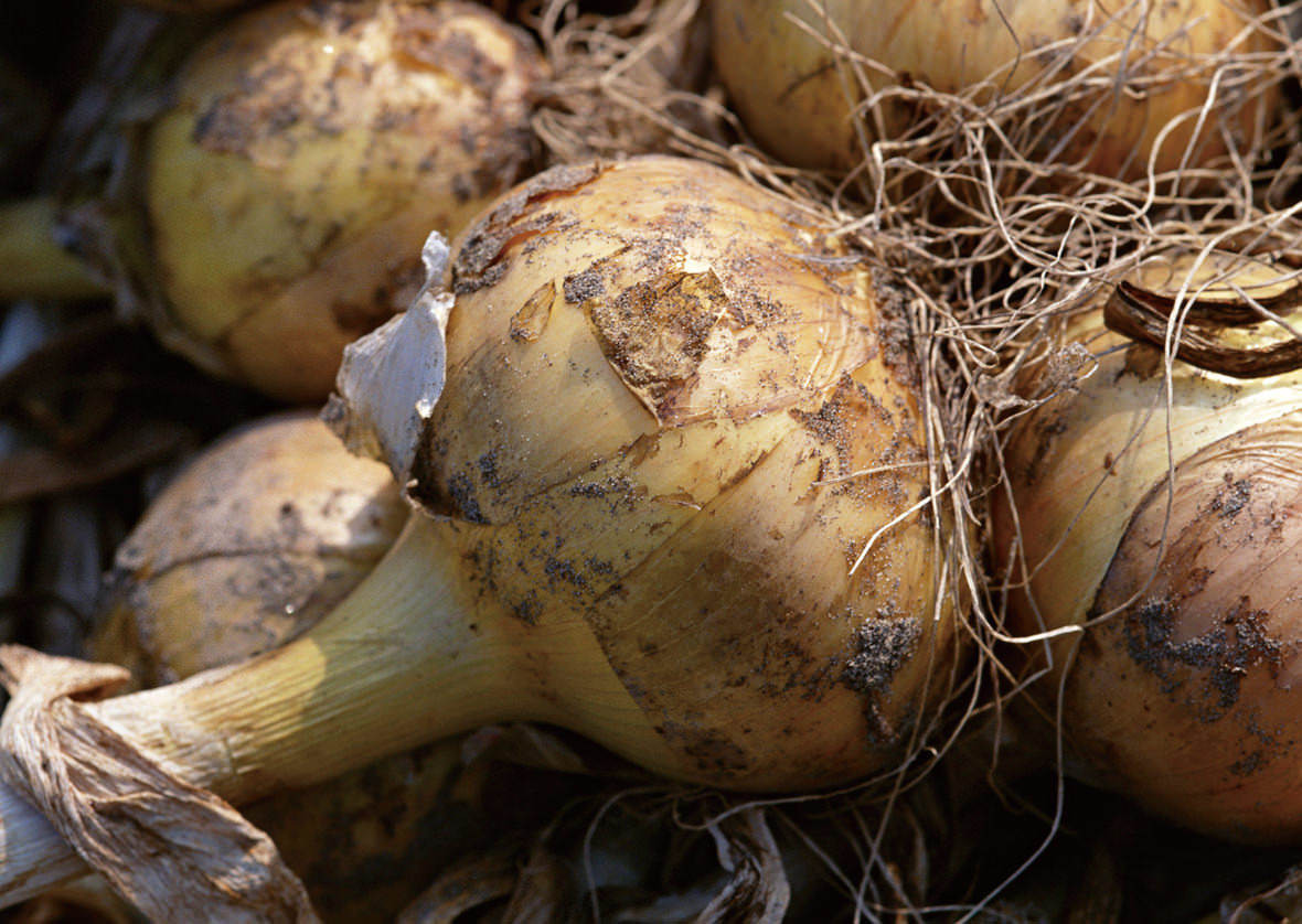 農家直送「淡路島玉ネギ」