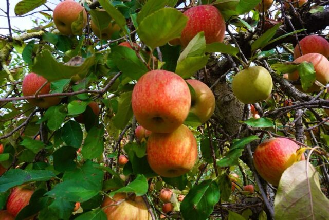 千葉市でりんご狩り〜🍎🍎🍎

リンゴ狩り、してみたいけど、
遠くまで行かなきゃできないのでは？

そう思っている方🖐🏻
首都圏内の千葉市でできるんです！！！

吉田農園さんでは、丹精込めて作ったリンゴがたわわに実ります。🍎🍎🍎

家族で楽しく、リンゴ狩りをしてみませんか？🫶🏻

吉田農園さんのりんご、甘くて、いい香りで、
とっても美味しいです😳💖

==========
🍎吉田農園
千葉市若葉区下田町772
☎️043-239-0436
期間：11月末頃まで
※生育状況によって収穫体験の開催を判断しているため、来園前に連絡をしてご確認ください🤲🏻
==========

#吉田農園 #りんご狩り #千葉市 #お出かけ #トライブ #千葉市お出かけ #チバノサト