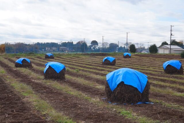 🥜今の時期だけの秋の風景🍂

畑にずら〜っと並んだ ぼっち！
丸くてぽこぽこ、可愛いですよね〜🥹

地干しした落花生を積み重ねたものを「ぼっち」と言います☝🏻

こちらの写真は、富田さとにわ耕園で撮影しました☺️

今の時期にしか見られない風景、ぜひお出かけがてら見つけてみてくださいね🚙

あら、帽子がとれちゃってる〜🧢笑

#ぼっち #落花生 #秋の風景 #千葉市 #ドライブ #チバノサト