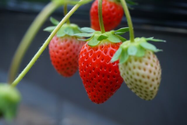 🍓🍓 「ちはる農園」さんからうれしいお知らせ 🍓🍓 

今年も、甘〜い季節がやってきます…！ 🥰

「ちはる農園」さんのいちごの直売がスタートしております✨ 
収穫量が安定するまでは販売日が変動するため、 
最新情報は @chiharunouenさんのInstagram をチェックしてくださいね📱🫶
ぜひぜひ、お立ち寄りください☺️🌱 

そして… 
千葉では いよいよ“いちご狩りシーズン”がまもなくスタート！ 
真っ赤に実ったいちごを味わえる、この時期だけの楽しみ🍓🌿 
今年のいちごも楽しみです！🚜✨

 #チバノサト #ちはる農園 #いちご #いちご販売 #いちご狩り #千葉いちご #千葉観光 #千葉グルメ #農園時間 #旬の味 #千葉市 #千葉市観光協会