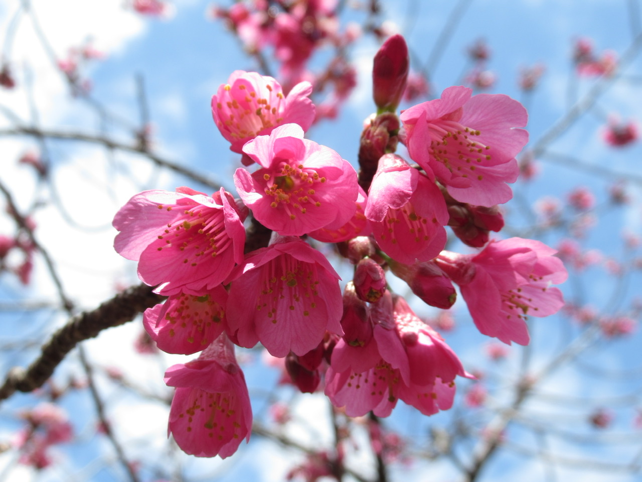 千葉市都市緑化植物園