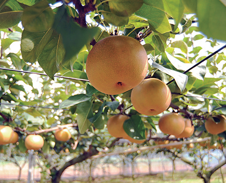 フルーツランドとけ　ペアー・フォレスト