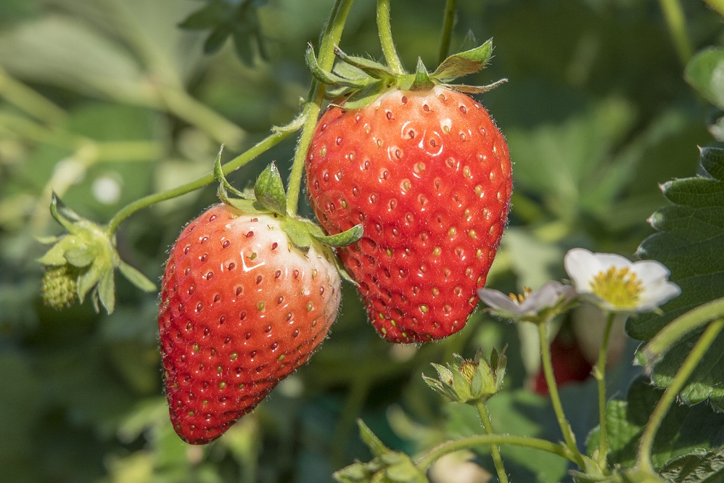 みつばちファーム園