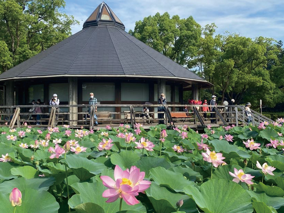 大賀ハスまつり