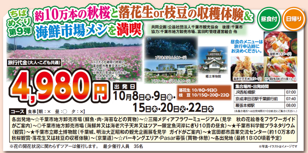 約10万本の秋桜と落花生or枝豆の収穫体験＆海鮮市場メシを満喫