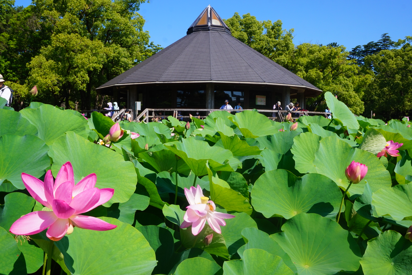 千葉公園の蓮華亭とオオガハス