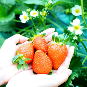 フルーツランドとけ