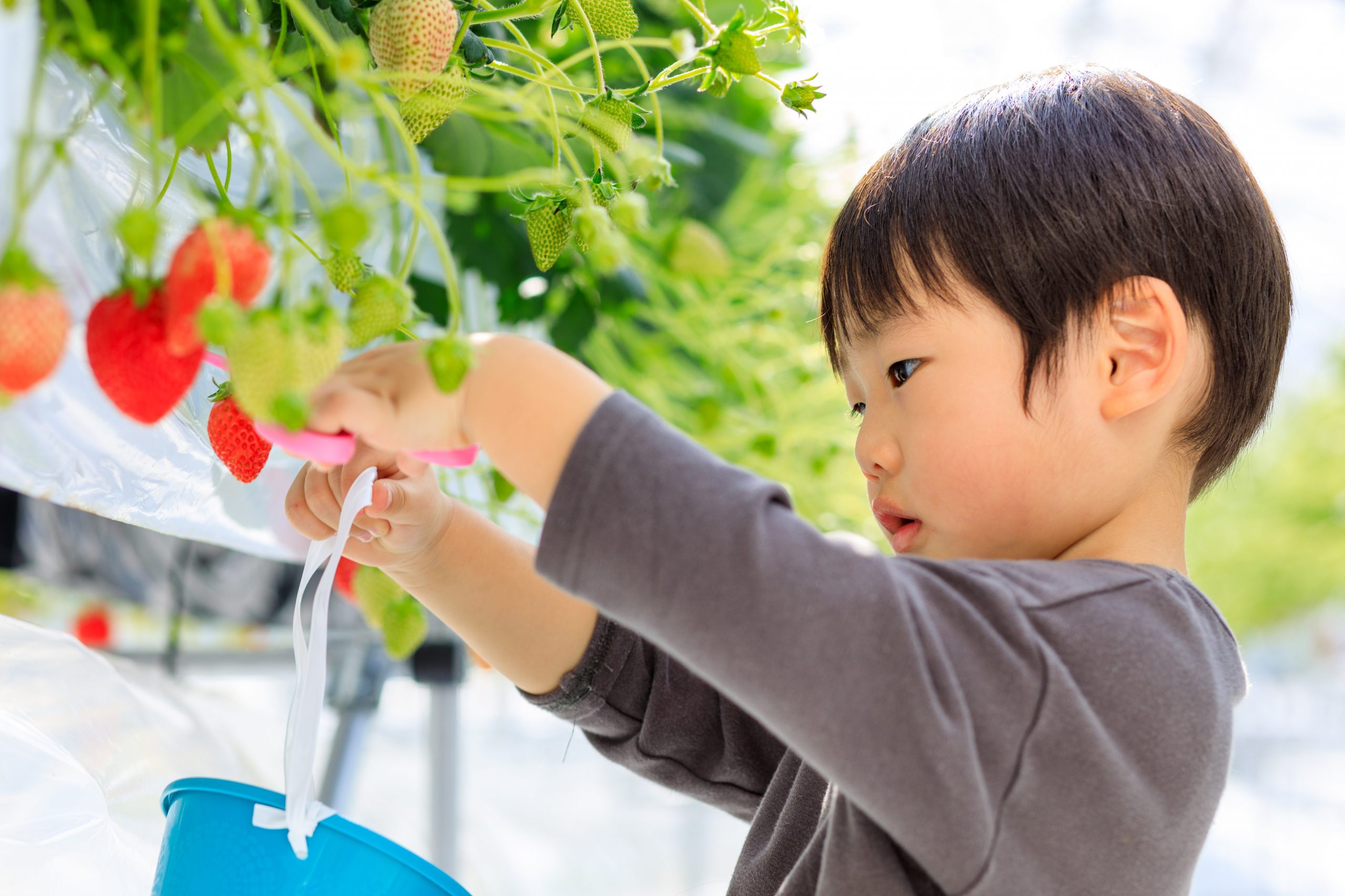 いちご農園 ワイズアグリ