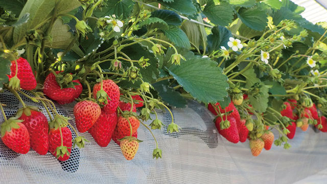 シャインベリー