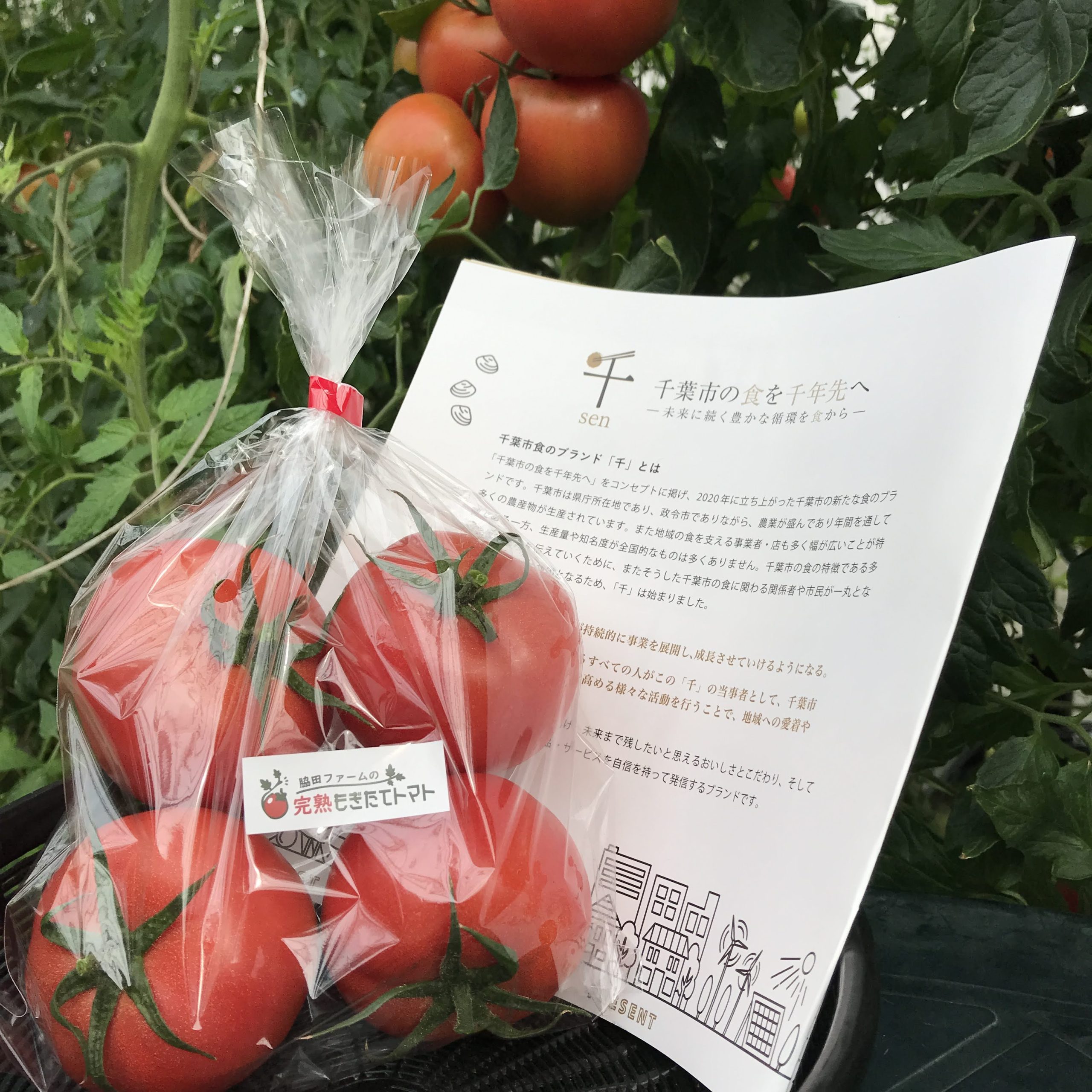 完熟もぎたてトマト直売所