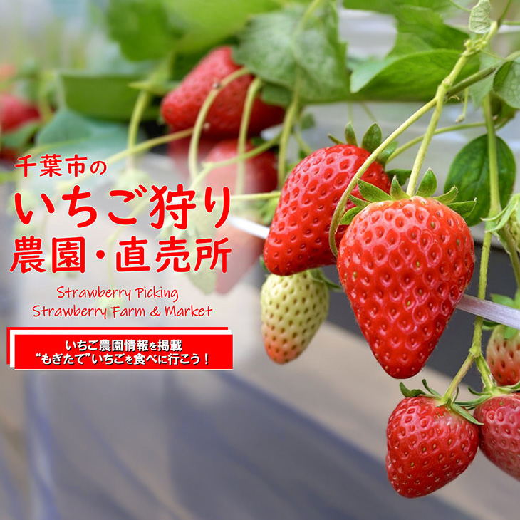 いちご狩りに行こう！