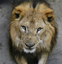 ライオン展示場 京葉学院ライオン校 オープン 千葉市動物公園 4 28