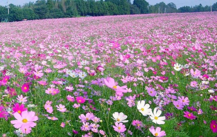 %e5%af%8c%e7%94%b0%e3%82%b3%e3%82%b9%e3%83%a2%e3%82%b94