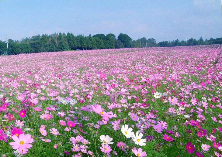 富田コスモス