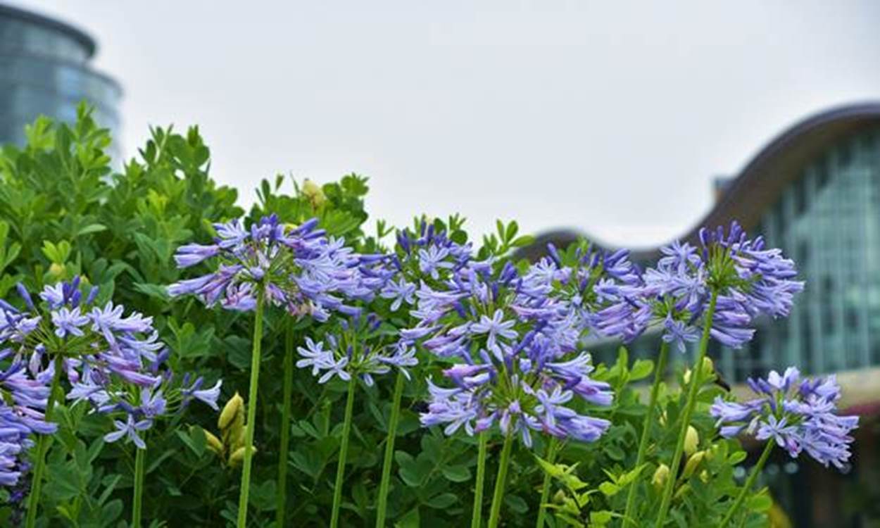 7月に咲く花の1 | 千葉市観光協会公式サイト／千葉市観光ガイド