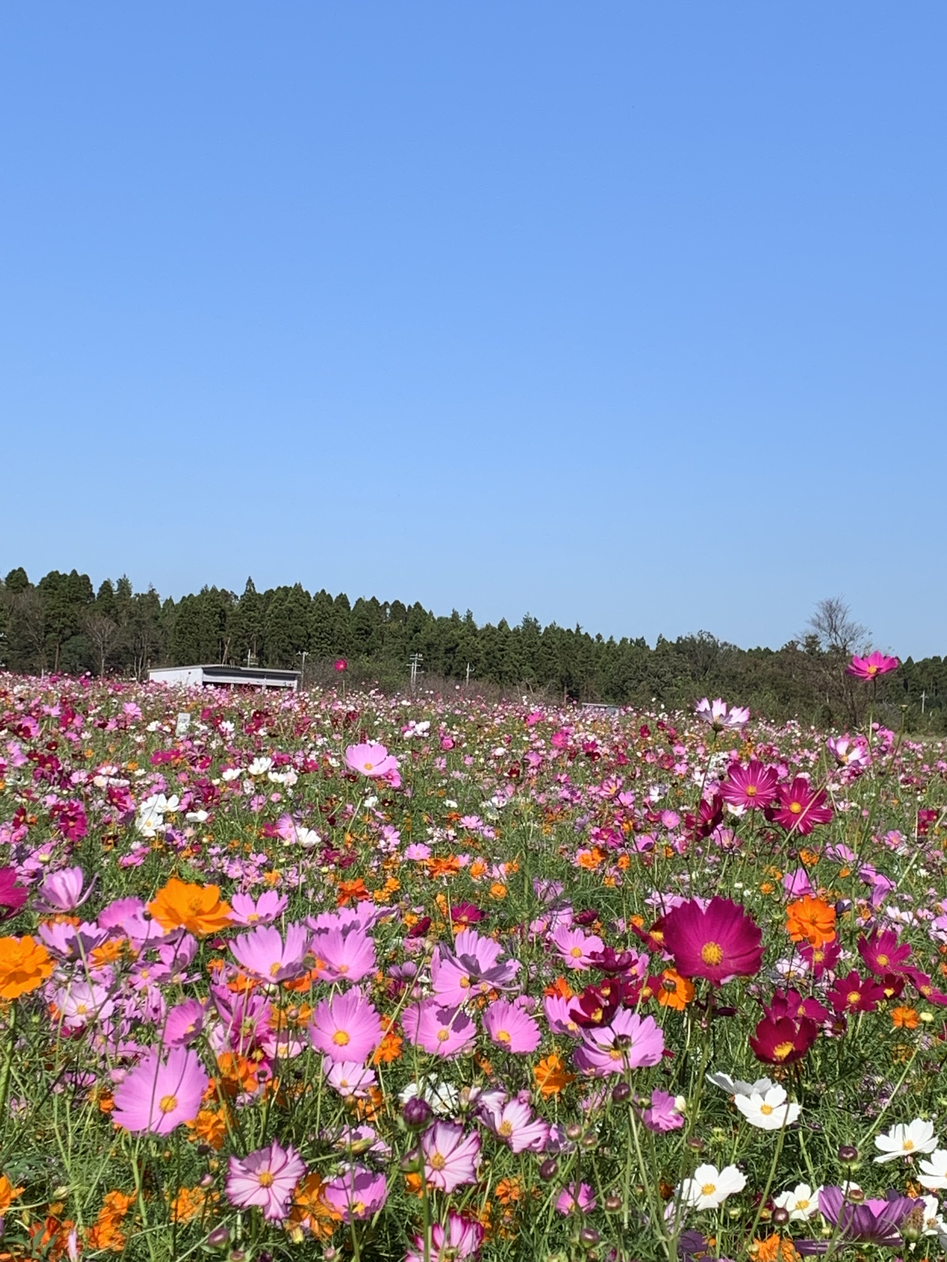 富田さとにわ耕園のコスモス開花状況＆イベント情報！ | 千葉市観光