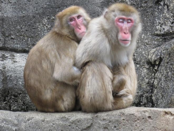 サル山の焚火イベント