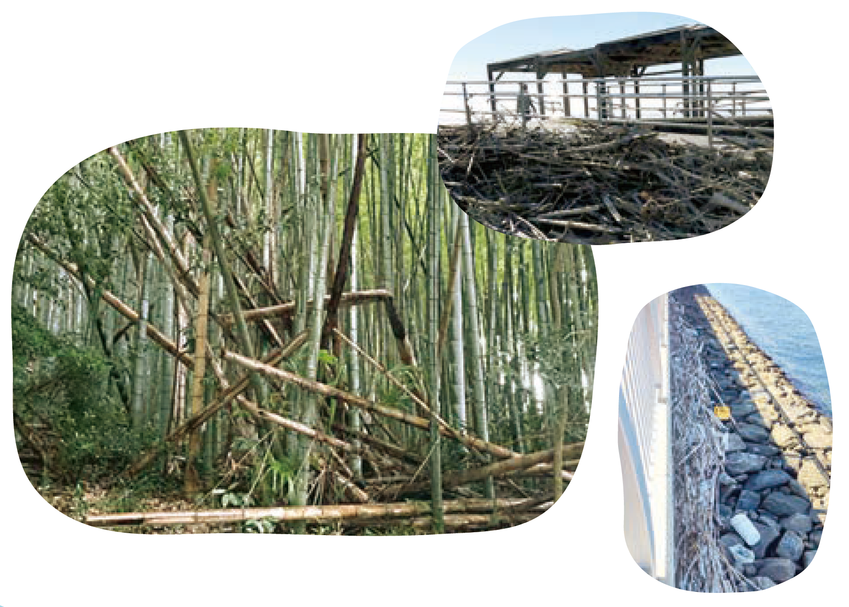 チバノサトを竹害から守ろう！