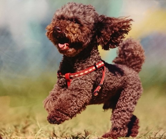 サル山の焚火イベント