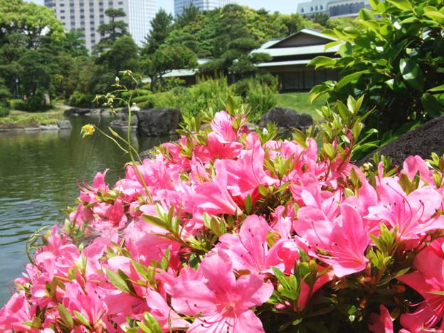 綺麗な花 ツツジの３ 千葉市観光協会公式サイト 千葉市観光ガイド